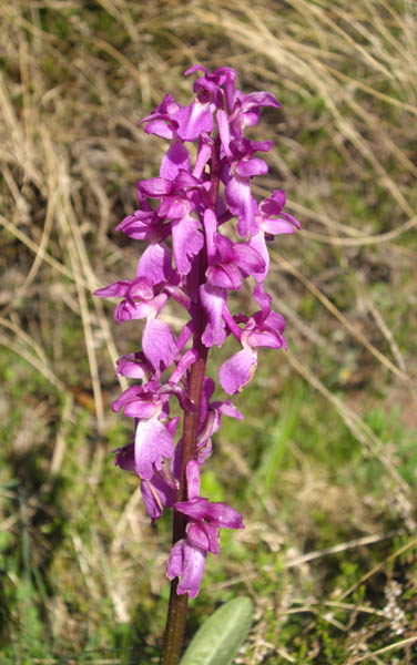 Orchis mascula photo